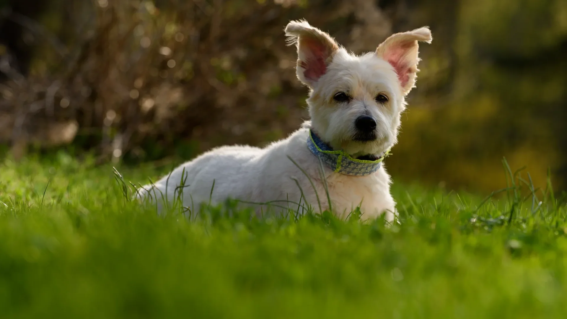 White Madras Green 2000px Min